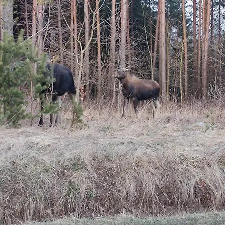 Lägenhet Siedlisko Barnabowka Wydminy