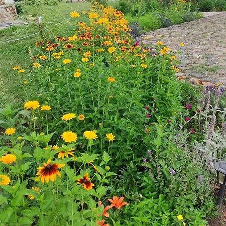 Siedlisko Barnabowka Выдмины